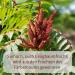 Buy Sumach Gew rz 100g - Authentic Turkish Sumac Spice Pure & Additive-Free Hand-Filled in Germany - Buy Online on GoSupps.com