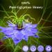 | Precious Honey | Nigella and Egyptian Flower Honey | Habba Sawda | 100% Pure and Natural | 250g - Buy Online on GoSupps.com