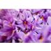 Sara Saffron: Grade A+ 100% Authentic Saffron Threads - 1 Gram - Buy Online on GoSupps.com