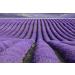 TooGet Top Grade French Lavender Buds - 100% Pure & Natural Dried Flower in Large 4 oz Resealable Bag - Fresh Fragrance | Buy Online - Buy Online on GoSupps.com