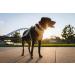 RUFFWEAR Front Range Medium Dog Collar - Adjustable Length, Comfortable Fabric, Aluminium V-Ring - 36-51cm - Spring Fade - Buy Online on GoSupps.com