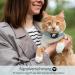 Buy Airtag Cat Neck Band - Soft GPS Collar with Bracket & Bell for Girls/Young Cats (XS Blue) - International Shipping Available - Buy Online on GoSupps.com