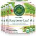 Traditional Medicinals - Organic Raspberry Leaf Herbal Women's Tea (Pack of 6) - Sustainably Sourced Fair Wild Red Raspberry Leaf - 96 Tea Bags Total 49.67 g (Pack of 6) Raspberry Leaf Herbal Tea