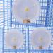 Silent 21cm Hamster Exercise Wheel for Small Pets - Quiet Jogging Wheel for Hamsters, Gerbils, Mice - Large Spinner for Sports and Running - Buy Online on GoSupps.com