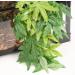 EXFEA 30cm Artificial Hanging Plant for Reptiles - Realistic Plastic Green Decor - Buy Online on GoSupps.com