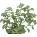 White Horehound Herb Tea | Marrubium Vulgare L | Marrube Blanc Herbe Tisane | Health Embassy (50g) - Buy Online on GoSupps.com