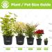 Cyperus Zumula - Cat Grass | Potted Cat Friendly Digestive Support | 20-30cm - Buy Online on GoSupps.com