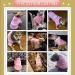 Izefia Dog Hooded Sweater - Warm Cotton Pet Clothing for Small & Medium Dogs - Pink - Stylish Dog Jacket Coat - Buy Online on GoSupps.com