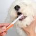 Dental Care for Cats & Dogs | Toothbrush Set Toothpaste & Finger Brush - Pet Oral Care Essentials - Buy Online on GoSupps.com