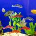 Artificial Floating Fish Decoration - 5pcs Aquarium Model for Terrarium & Landscape Crafts - Buy Online on GoSupps.com