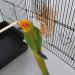 Automatic Foraging Bird Seed Feeder for Cage Parrot | Heavy Acrylic Construction | Easy One-Step Moulding Design - Buy Online on GoSupps.com