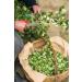 Health Embassy Hawthorn Flower Tea (Crataegus L.) - 50g | Premium Herbal Tea for Heart Health | International Shipping Available - Buy Online on GoSupps.com