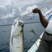 Buy Komclub Telescopic Fish Gaff - Stainless Steel Fishing Spear Hook Aluminum Alloy Bar & Soft Handle for Saltwater and Offshore Use - Buy Online on GoSupps.com