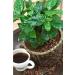 Coffee bush seeds shrub Arabia (Coffea arabica) perennial room planting - Buy Online on GoSupps.com