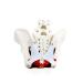 Vision Scientific VAP216 Female Pelvis Model | Detailed Pelvic Floor Muscles & Reproductive Organs | Removable Uterus Colon & Bladder - Buy Internationally - Buy Online on GoSupps.com
