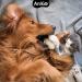 Anigo Premium Salmon Oil for Dogs - 1 Liter Omega 3 & 6 High-Dose Fish Oil for Optimal Health - BARF Quality - Buy Online on GoSupps.com