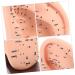 ULTECHNOVO Adult Ear Massage Model for Reflexology Demonstration with Base - Acupoint Learning & Display Model - Buy Online on GoSupps.com