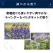 Himecoto Liberta Shiroyubi Hime Night Pack 30g - Nourishing Night Skincare for Radiant Skin - Worldwide Shipping - Buy Online on GoSupps.com