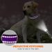 Taglory Soft Padded Neoprene Dog Collar for Medium Dogs - Adjustable Reflective Purple - 1 Pack - Buy Online on GoSupps.com
