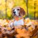 Buy Aring Pet Autumn Dog Collar - Adjustable Yellow & Orange Flower Design for Small to X-Large Dogs - Perfect for Fall - Buy Online on GoSupps.com
