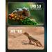 Doright 10.0 26W UVA UVB Reptile Lamp - E27 Fluorescent Light for Lizard Chameleon Gecko & Turtle Tank | AC 220-240V - Buy Online on GoSupps.com