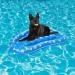 Dog Floats for Pool - Foldable Inflatable Dog Floating Row Bed for Pool Pet Soft Dog Float Inflatable Dog Swimming Float for Summer Shangjia - Buy Online on GoSupps.com