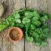 Luojuny Coriander Seeds 300pcs Coriander Seeds Garden Bonsai Nutritious Vegetable Flavor Cooking Plant Coriander Seeds - Buy Online on GoSupps.com