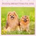 20 Pcs Handmade Cute Dog Hair Bows with Rhinestones and Pearls for Small Dogs - Grooming Accessories in Rose Pink and Purple - Buy Online on GoSupps.com