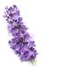 Kneipp Lavender Bath Foam 400ml | Relaxing Bath Soak for All Skin Types | International Shipping Available - Buy Online on GoSupps.com