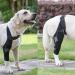 Dog Hip Brace Support Dog Leg Protector Back Leg Hip Support with Metal Strip High Elasticity Breathable Leg Protector for Recovery Period Tmay Black Medium - Buy Online on GoSupps.com