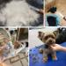 Dog Stripping Knife for Grooming - Professional Right-Handed Tool with Wooden Handle for Border Terrier - Buy Online on GoSupps.com