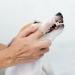12Pcs Dog Finger Toothbrush Transparent Dog Toothbrush Set Cat Dog Silicone Finger Toothbrush Easy Pets Teeth Cleaning Toothbrush for Dogs Cats Dental Care - Buy Online on GoSupps.com