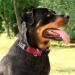 Joytale Personalized Reflective Nylon Dog Collar | Engraved Custom Name Plate | 12 Colors & 5 Sizes | for Puppy Small Medium Large Dogs | Red - Large (1.0 x 16-24) - Buy Online on GoSupps.com