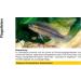 Sera Ectopur 2.5 kg - Alleviate Fish Illness & Stress Enhance Breathing Supports Medication Effect - 1 Pack International Shipping Available - Buy Online on GoSupps.com