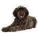 PupLid Medium Camo Baseball Cap for Dogs - Stylish Sun Protection for Your Modern Pup - Buy Online on GoSupps.com