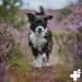 Reavet Relax Paste for Dogs - 30ml Natural Calming Solution | Ideal for Stress Fear & Aggression in Dogs - Buy Online on GoSupps.com
