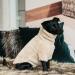 Kentucky Dogwear Dog Sweater Teddy Fleece Size: S/M Color: beige S/M beige