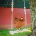Dciustfhe Chicken Swing Toy for Natural Safe Wooden Accessories Durable Perch Ladder for Poultry Run Rooster Hens - Buy Online on GoSupps.com