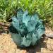 Home 300g-700g Natural Green Ghost Phantom Quartz Crystal Cluster Specimen Home Decoration Crystal Ornament Home Goods (Size : 500-g600g)