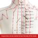 Palank Female Acupuncture Meridian Model - 48cm Human Body Pressure Point Model | Chinese Acupuncture Educational Tool - Buy Online on GoSupps.com