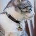 QGUQSSL Pet bells for collars cat dog collar bells for cat collar dog collar bells training dog bells collar charm 1 pc - Buy Online on GoSupps.com