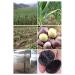 Organic Black Garlic (100g) - Premium Quality Antioxidant Energizer | Natural & Healthy | Sealed Pack | Du TOU HEI Suan - Buy Online on GoSupps.com
