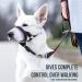 Goodboy Dog Halter with Service Belt - Padded Leash Solution for Small to Large Dogs - Size 1 (Pink) & Black Nylon - Prevents Pulling - Buy Online on GoSupps.com