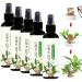 Brazilian Wood Plant Food Lucky Bamboo Liquid Fertilizer Lucky Brazilian Wood Houseplant Fertilizer Brazilian Wood Flowering Special Nutrient Solution (5pcs)