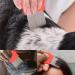 Lot de 4 peignes anti-poux - Peigne anti-puces pour chien - Peigne lentes - Peigne pour animaux de compagnie - Peigne pour chien - Peigne pellicules - Peigne pour chat - Peigne  - Buy Online on GoSupps.com