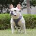Doramio Small Dog Harness with Leash - Reflective Breathable Anti-Pull Safety Harness for Small Dogs & Cats - Perfect for Step-In Use (Gray Size S) - Buy Online on GoSupps.com