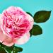 Lake & Skye Canyon Rose Eau de Parfum Long Lasting Fragrance Paraben Phtalates and Sulfates Free .04 fl oz (1.2 ml) - Warm Floral and Vanilla 0.04 Fl Oz (Pack of 1) - Buy Online on GoSupps.com