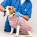 Breathable Hjumarayan Dog Body for Post-Castration - Comfortable & Stylish Pink Striped Recovery Suit for Small Medium & Large Dogs - Buy Online on GoSupps.com