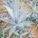 agave agave - Buy Online on GoSupps.com
