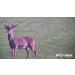 WiFi Spotting Scope Camera w/Screen | SME | One Size - Buy Online on GoSupps.com